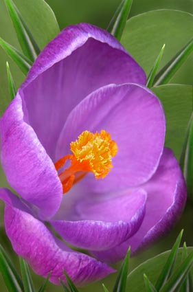 Crocus stairs